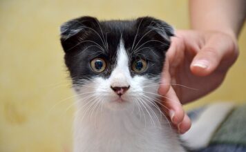 Jak pozbyć się obwisłej skóry na brzuchu po ciąży?