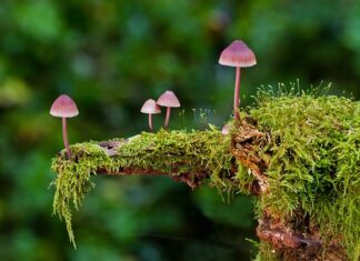 Jakie są rodzaje ściegów?