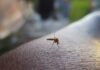 Czy Mosquito to dobra marka?