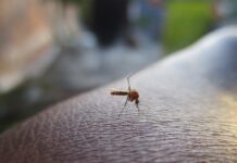 Czy Mosquito to dobra marka?