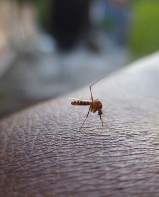 Czy Mosquito to polska firma?