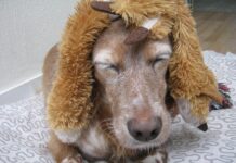 Czy perukę można czesać? Czy perukę można czesać?