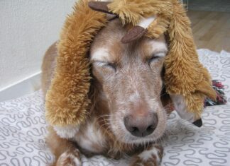 Czy perukę można czesać?