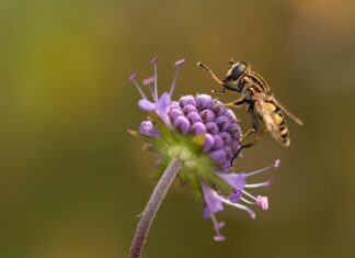 Czy Mucha pasuje do szelek?