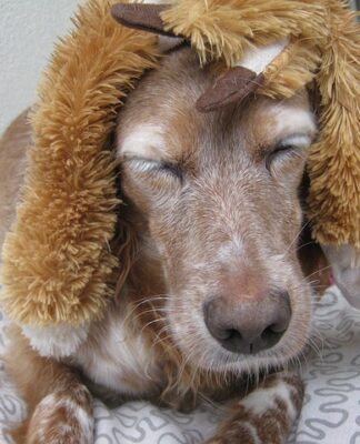 Jak uczesać perukę ze sztucznych włosów? Jak uczesać perukę ze sztucznych włosów?