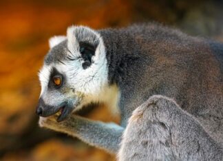 Dlaczego bolą mnie uszy od kolczyków?