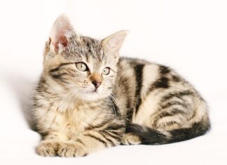 Co można użyć zamiast paska?