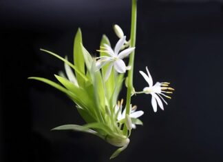 Jak się szyję ścieg krzyżykowy? Jak się szyję ścieg krzyżykowy?