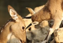 Jak naprawić otarcia na skórzanych butach? Jak naprawić otarcia na skórzanych butach?