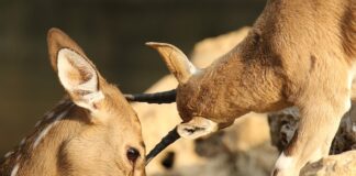 Jak naprawić otarcia na skórzanych butach?