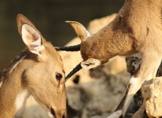 Jak naprawić otarcia na skórzanych butach?