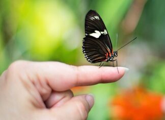Na którym palcu nosi się obrączkę? Na którym palcu nosi się obrączkę?